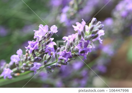 薰衣草花特寫 106447996