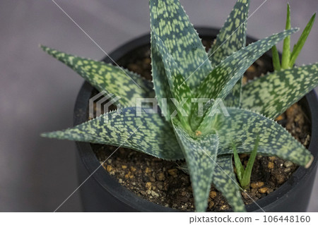 蘆薈白狐多肉植物 蘆薈白狐多肉植物 106448160