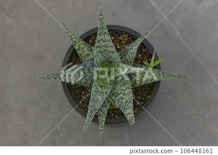Aloe white fox succulent plant 106448161
