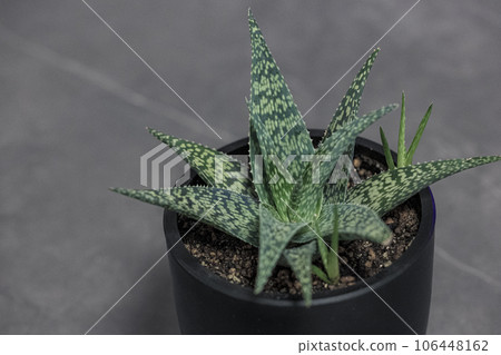 Potted succulent plant Aloe White Fox 106448162