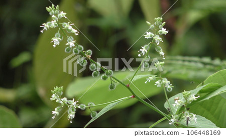 Circaea mollis flower Circaea mollis flower 106448169