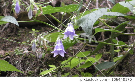 Flower of Iwashagin 106448170