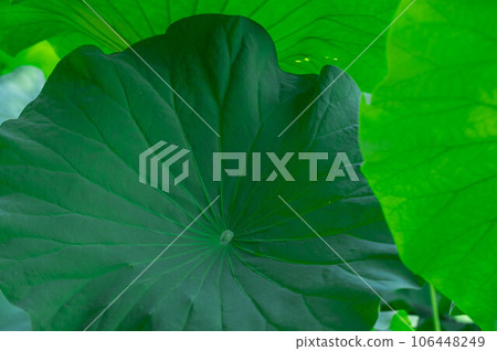 Lotus leaf Lotus leaf 106448249