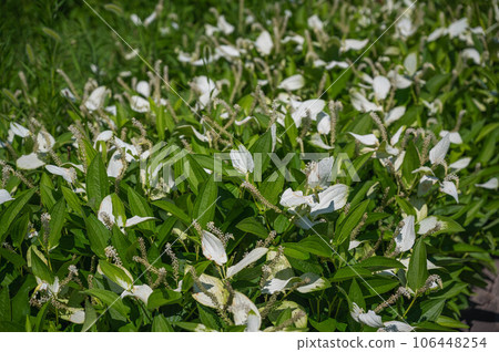Hangeshou blooming in clusters 106448254