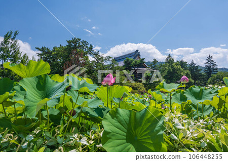 Hasuda lotus flowers and Shinano Kokubunji 106448255