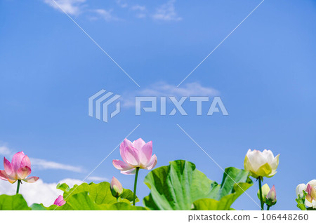 summer sky and lotus flower summer sky and lotus flower 106448260