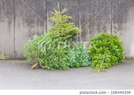 Traditional green christmas trees firs on street at xmas season. The x-mas trees waiting for buyers on sale before christmas holiday or after x-mas time for disposal recycling reasons in new year. 106448306