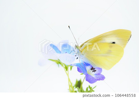 A close-up of a cabbage butterfly just after emerging, perching on a cute blue nemophila flower and drying its wings on a white background 106448558