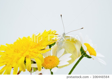A close-up of a white butterfly that emerges from a north pole decorated with a white background and a yellow dandelion. 106448564