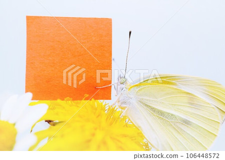 Cute orange comment space mockup with legs attached to a cabbage butterfly on a yellow dandelion flower on a white background Cute orange comment space mockup with legs attached to a cabbage butterfly on a yellow dandelion flower on a white background 106448572