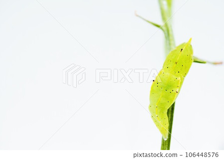 一隻透明的黃綠色菜蝴蝶蛹棲息在細莖上，在白色背景下扭曲身體 106448576