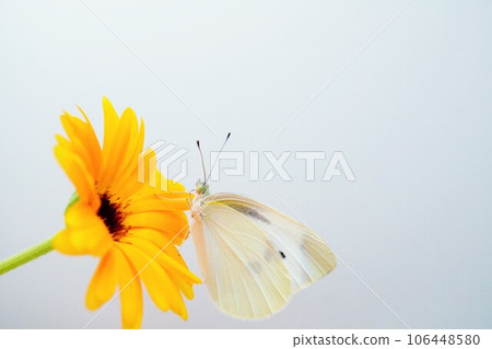 A cabbage butterfly perches on a beautiful single orange calendula flower against a white background 106448580