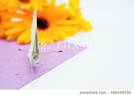 A cute cabbage butterfly facing the front walking on orange flowers and purple Japanese paper on a white background A cute cabbage butterfly facing the front walking on orange flowers and purple Japanese paper on a white background 106448590