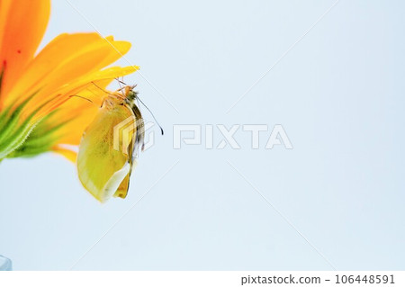 A newly emerged white butterfly stretches its wrinkled wings behind bright orange calendula petals against a white background. 106448591
