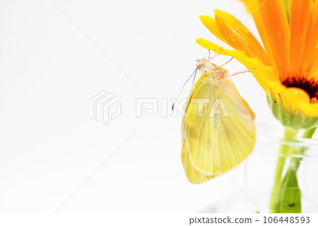 Cabbage butterfly that has just emerged and stretches out its wings caught on the petals of calendula arranged in a transparent vase on a white background 106448593