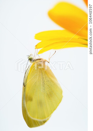 Close-up of a cabbage butterfly holding on to orange petals on a white background 106448597