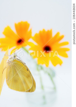 Side view of a single cabbage butterfly just after emergence perching on paper with orange calendula flowers in the background, vertical Side view of a single cabbage butterfly just after emergence perching on paper with orange calendula flowers in the background, vertical 106448604