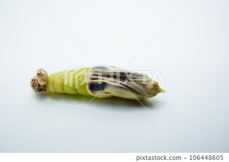 The ventral side of the pupa of the cabbage butterfly, through which the feathers just before emergence have fallen from the thread seat against a white background. 106448605