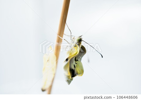 Freshly emerged cabbage butterfly with wrinkled wings climbing a bamboo skewer with an empty pupa on a white background Freshly emerged cabbage butterfly with wrinkled wings climbing a bamboo skewer with an empty pupa on a white background 106448606