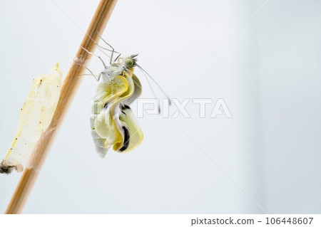 一隻白色蝴蝶在一根細棍子上曬乾皺紋的翅膀,白色背景上附有蛹殼 一隻白色蝴蝶在一根細棍子上曬乾皺紋的翅膀,白色背景上附有蛹殼 106448607