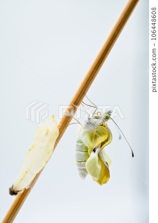 A single Crested white butterfly drying its wrinkled wings on a thin stick near an empty pupa against a white background, vertical 106448608