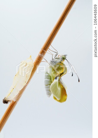 A white cabbage butterfly drying its wrinkled wings on a bamboo skewer near an empty pupa on a white background, vertical position 106448609