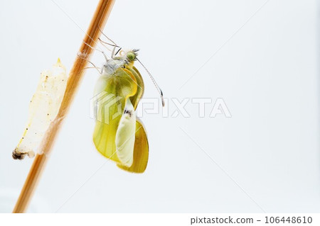 一隻白菜蝴蝶被一根細棍子抓住,逐漸在白色背景上的空蛹旁邊展開翅膀 一隻白菜蝴蝶被一根細棍子抓住,逐漸在白色背景上的空蛹旁邊展開翅膀 106448610