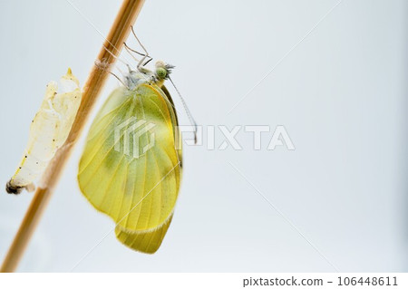 白色背景下,一隻白色冠蝴蝶的特寫鏡頭,它正在烘乾被竹串抓住的略帶皺紋的翅膀,旁邊是天空中的一隻蛹 白色背景下,一隻白色冠蝴蝶的特寫鏡頭,它正在烘乾被竹串抓住的略帶皺紋的翅膀,旁邊是天空中的一隻蛹 106448611