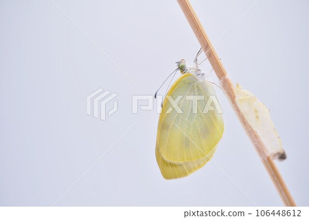 白色背景中，一隻白菜蝴蝶在一根細棍子上曬著翅膀，旁邊是一隻空蛹 106448612