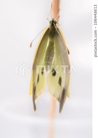 Close-up of the back of a newly emerged cabbage butterfly drying its wings with a thin wooden stick against a white background 106448613