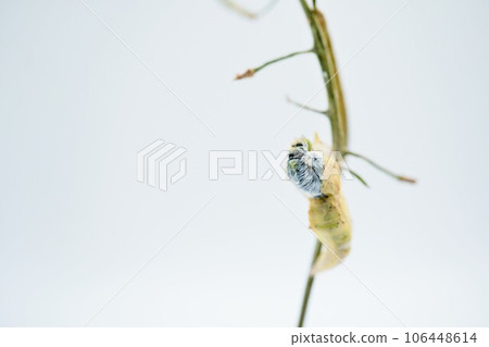 A white cabbage butterfly whose back is broken and it is in the process of emerging from a pupa fixed on a thin withered stem of a komatsuna on a white background 106448614