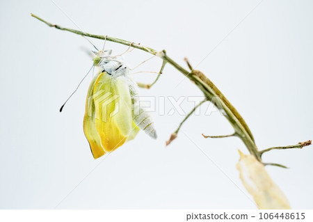 A cabbage butterfly that has just emerged and an empty pupa climbs a withered branch with wrinkled wings on a white background A cabbage butterfly that has just emerged and an empty pupa climbs a withered branch with wrinkled wings on a white background 106448615