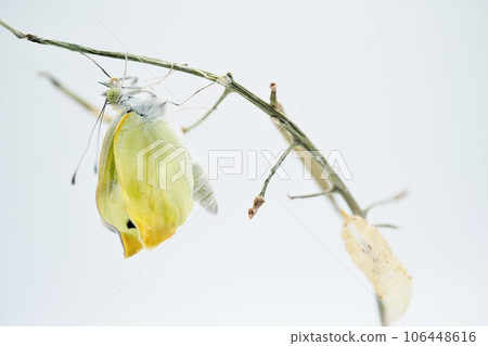 A newly emerged crested white butterfly and a transparent pupa in the sky stretch out their wrinkled wings folded on a withered branch against a white background 106448616