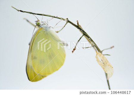 一隻新出現的冠白色蝴蝶展開翅膀，在白色背景下用枯樹枝折疊起來，天空中透明的蛹 106448617