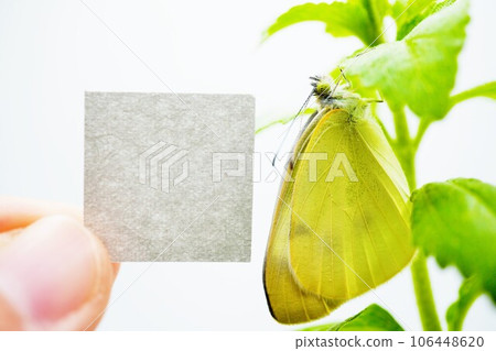 灰色標題卡簡單模型的特寫，白色背景下，白菜蝴蝶棲息在甜菊葉上 106448620
