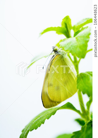 白色背景中綠色甜葉菊葉中捕獲的新出現的菜粉蝶的特寫 106448623