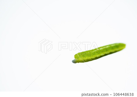 Close-up of a green cabbage butterfly larva crawling on a white background 106448638