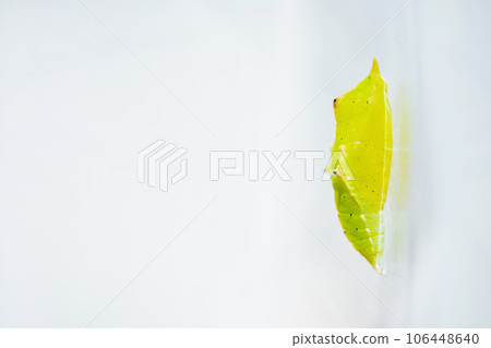 A small yellow-green transparent cabbage butterfly pupa that has just pupated on a white background A small yellow-green transparent cabbage butterfly pupa that has just pupated on a white background 106448640