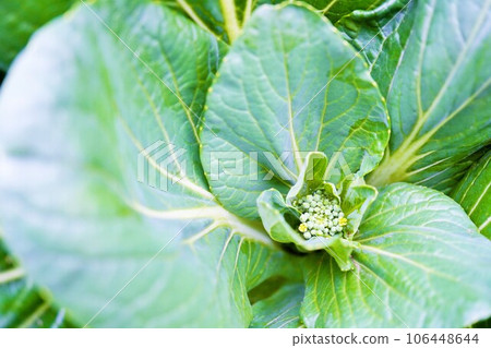 戶外家庭花園中開始形成綠色西蘭花芽 106448644