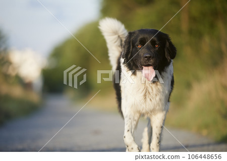Happy Czech Mountain Dog walking on footpath. 106448656