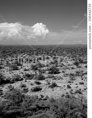 Film Image Sonora Desert Arizona Monochrome 106448739