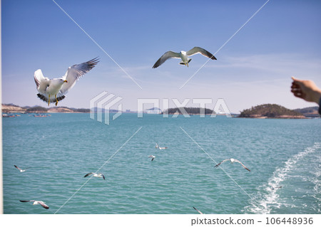 seagull flying over the sea seagull flying over the sea 106448936