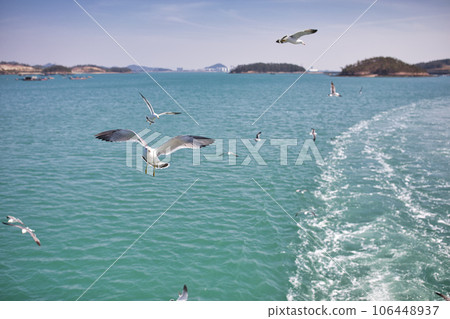 Seagulls on the sea Seagulls on the sea 106448937