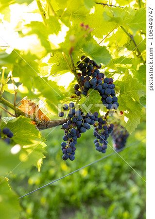 Grapes for making red wine in the harvesting crate. Blue grapes growing on the grape vines. Closeup of grapes hanging on branch. Summer time 106449747