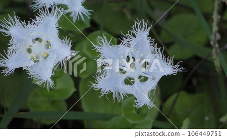 Shirahige之花 106449751