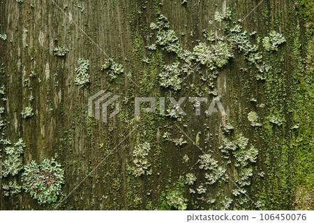 background, texture - surface covered with lichens and moss 106450076