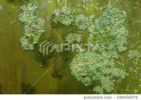 background, texture - surface covered with lichens and moss 106450078