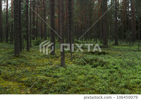 natural landscape, pine boreal forest with moss undergrowth, coniferous taiga natural landscape, pine boreal forest with moss undergrowth, coniferous taiga 106450079