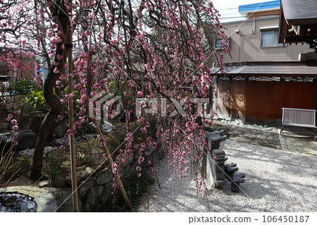 池上權參 池上權參 106450187