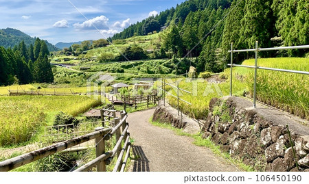 陽光明媚的秋天,梯田開始收割(水稻收割、乾燥)<四谷千枚田/愛知縣新城市> 陽光明媚的秋天,梯田開始收割(水稻收割、乾燥)<四谷千枚田/愛知縣新城市> 106450190